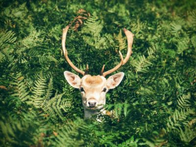 protect your home from deers